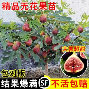 无花果树苗盆栽水果苗四季特大波姬红南北方，阳台种植地栽当年结果