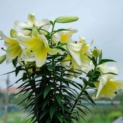 香水百合种球四季花卉好养易活盆栽室内花植物种子浓香百合花种球