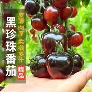 黑珍珠樱桃番茄种子四季阳台盆栽易种植黑宝石番茄水果型蔬菜种子