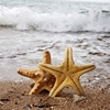 天然超大海螺贝壳霸王馒头海星，地中海风格装饰婚庆布置鱼缸造景