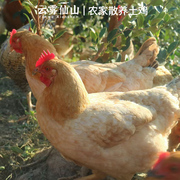 老母鸡土鸡农家散养1-2年粮食鸡走地鸡大公鸡新鲜现杀