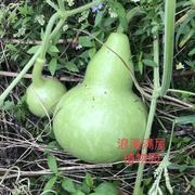 农家传统葫芦种子济公葫芦亚葫芦酒葫芦食用观赏老种子非转基因