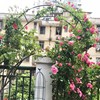 葡萄架子庭院户外铝合金葡萄藤架花架爬藤支架月季拱门植物加固型