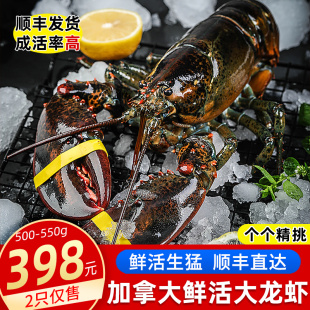 波士顿龙虾鲜活大龙虾，特大超大新鲜500-600g2只装波龙海鲜