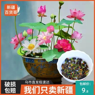 新疆百货哥四季开花碗莲种子，水培室内客厅，水养莲花好养郁金香种子