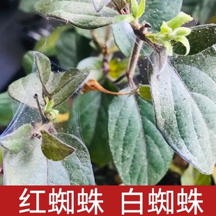 白红蜘蛛专用药月季玫瑰绣球茉莉花卉植物杀虫剂花药阿维菌素家用