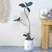 造型橡皮树黑金刚室内大型植物，盆栽办公室内客厅四季绿植净化空气