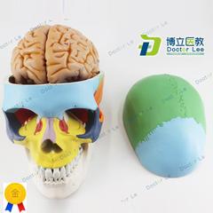 彩色人体骷髅头模型头颅骨模型大脑模型头骨带脑模型医用可拆卸