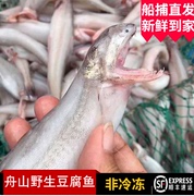 舟山豆腐鱼海鲜 东海野生船捕无骨新鲜水产虾潺龙头鱼九肚鱼 500g