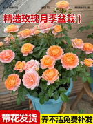 玫瑰花盆栽四季开花带特大花苞，花卉绿植物，月季蔷薇室内外庭院阳台