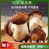 松茸菇新鲜姬松茸大球盖菇煲汤火锅菌菇现摘现发鲜嫩赤松茸新鲜
