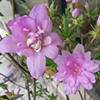 紫孔雀杜鹃花 稀有盆栽日本 春鹃腾万叶 岸牡丹 庭院窗台木本花卉