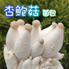 杏鲍菇菌包家庭阳台蘑菇，种植包棒多肉植物幼，儿童盆栽袋装菇食用菌