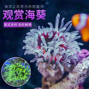 观赏海葵海缸宠物，生物活珊瑚造景，海洋生物海草海水鱼大海宠儿