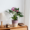 紫掌齐祖观叶花卉盆栽吸甲醛，办公室内客厅，桌面绿植物好养四季带花