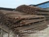 广州公园河道软地基堤坝施工地建筑打桩用 松木桩圆桩木运费