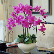 蝴蝶兰花苗带花带花苞盆栽，兰花大苗客厅，室内植物花卉四季好养活