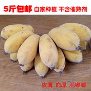 广西苹果蕉新鲜水果香蕉banana西贡蕉非小米蕉5斤苹果蕉新鲜