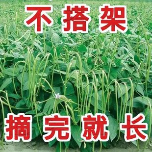 无架豆种子不搭架长豇豆种籽地豆蔬菜种孑阳台春秋季四季播种豆角