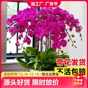 蝴蝶兰盆栽带花苞花兰花，室内客厅花卉大花型，植物四季好养活花苗