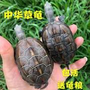 中华草龟小乌龟活物外塘草龟活体长寿龟观赏龟宠物水龟墨龟金线龟