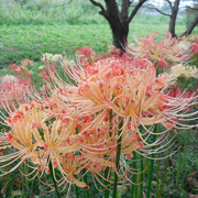 稀有霞色石蒜花条纹，彼岸花球根多年生曼珠沙华国产红花秋季花种子