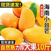 海南小台农芒果10斤新鲜小台芒当季特产水果现摘芒果大果整箱