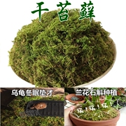 仿真青苔植物苔藓假草护盆草绿色干草田园装饰盆景盆栽铺面装饰