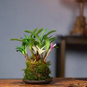 急速七彩香水石斛兰花苞，苔藓球室内客厅，桌面绿植物四季好养活