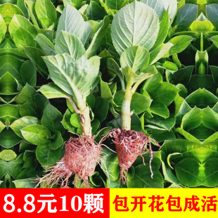 云南直发绣球花苗小苗10棵装无尽夏四季开花盆栽花卉植物室内花