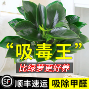 金钻盆栽绿萝箩室内植物花卉绿植，水培吊兰好养多肉新房吸除去甲醛