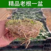 花器桌面内盆栽办公室空气家用盆水仙花盆景水生净化绿植大号客厅