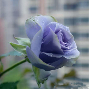 蓝色格劳恩月季花苗开花大花浓香烟灰，蓝玫瑰室内阳台四季盆栽花卉