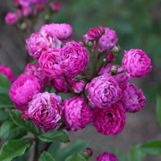 四季微型藤本月季葡萄园之歌庭院花墙花苗盆栽蔷薇玫瑰粉紫色