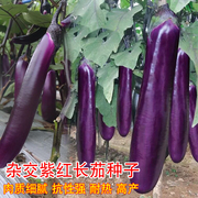 杂交紫红长茄种子线茄四季紫红茄子，蔬菜种籽春季播盆栽茄蔬菜种孑