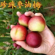 云南珍珠枣油桃脆甜枣味小桃子5斤孕妇水果