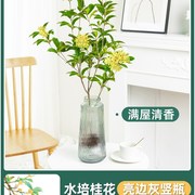 水培桂花树苗g水养植物室内花卉马醉木四季桂，鲜切花浓香型绿植盆