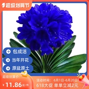 君子兰大苗多彩圆头，和尚元宝绿植，盆栽阳台客厅内四季开花