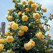 藤本月季苗格拉汉，托马斯阳台明黄色，爬墙多花玫瑰蔷薇浓香