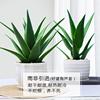 芦荟盆栽美容可食用室内净化空气，植物办公室桌面好养易活绿植