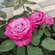 切花玛丽蒂姆高脚杯状大花浓香盆栽月季玫瑰苗