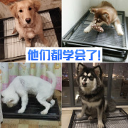 狗狗厕所大型犬金毛哈士奇尿盆，大便便盆拉屎便便，神器大狗宠物用品