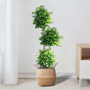 幸福树盆栽室内绿植高杆大型植物绿宝办公室客厅吸甲醛净化空气