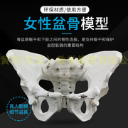 自然大女性骨盆标本模型 髂骨坐骨耻骨演示模型 标准人体骨骼模型