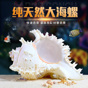天然海螺贝壳鱼缸水族箱造景，装饰大小号贝壳，海底世界摆件躲避屋