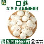 千牛优福口蘑500g 新鲜食用菌菇白蘑菇口菇 双孢菇煲汤蔬菜