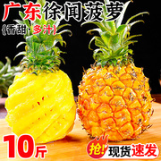 广东徐闻菠萝10斤新鲜水果香水菠萝手撕凤梨金钻波萝大果整箱