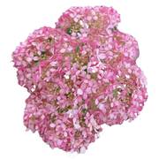 粉色贝拉安娜绣球花苗，耐热耐寒乔木绣球白色大花，盆栽庭院植物大苗
