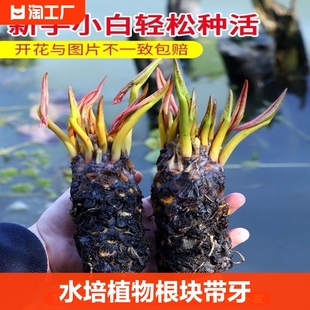 睡莲水培植物根块带牙水生植物，荷花盆栽鱼塘四季开花迷你驱蚊庭院