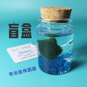 海藻球生态瓶marimo水藻，球微景观水培球藻创意，迷你植物福袋盲盒